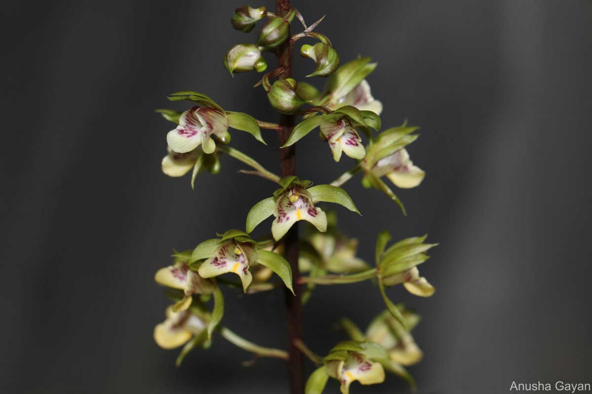 Eulophia pulchra (Thouars) Lindl.